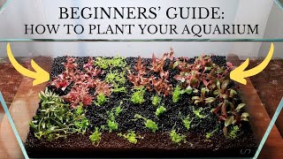 BEGINNERS' PLANTED TANK AQUARIUM & HOW TO PLANT YOUR AQUARIUM - IN-VITRO, TISSUE CULTURE, DENNERLE