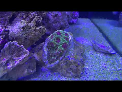 Atualização da recuperação do aquário marinho de 250L de corais mistos (Soft, LPS e SPS)