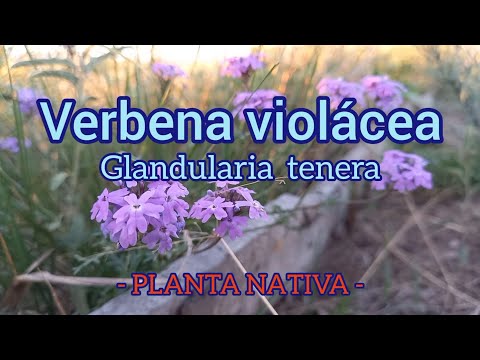 Violet Verbena - NATIVE PLANT - Create and Sow
