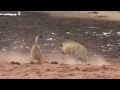 Pride Of Lions Playing In Madikwe Game Reserve