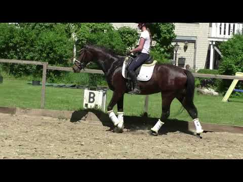 2018 Stute von Guardien Top Charakter, Ausbildungspferd