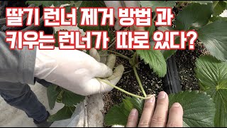딸기 런너 제거 방법과 딸기 모종으로 키우는 런너는 따로있다???