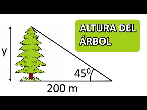 HALLAR LA ALTURA DE UN ÁRBOL. TRIGONOMETRÍA