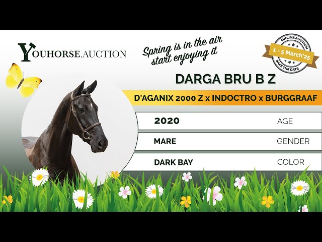 Darga Bru B Z