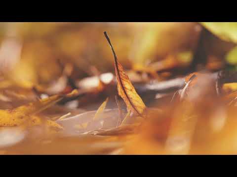 8Dio Score This - Gregg Dennis (Unbard Gates) - Awakening (Official Video)