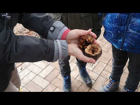 Nézd meg atlasz cédrus magokat