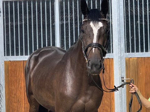 DYNAMIITE NOBLESSE 3j. v. Diarado - Narrew xx VB 15.000,- Euro