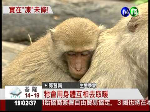 大坑山頂好冷!大小獼猴互摟取暖