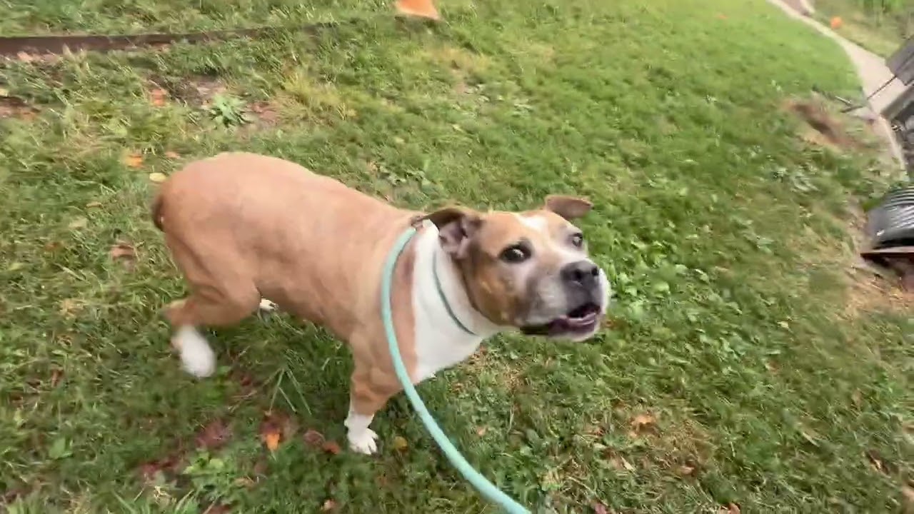 Chantelle's Leash Test