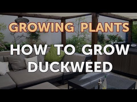 How to Nurse a Dying Ivy Plant Back to Life