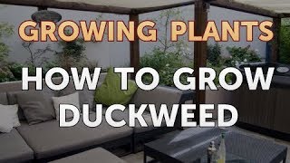 How to Grow Duckweed