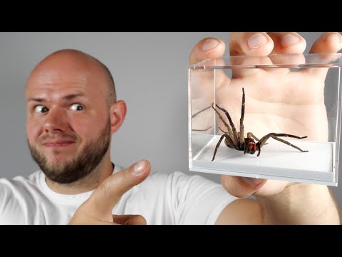 Uciekł mi pająk...