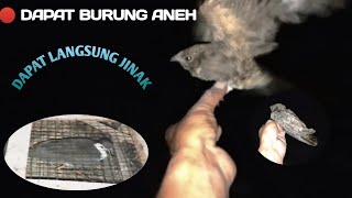 Download lagu ANEH!!  Jaring burung ruak ruak malam hari | Dapat burung aneh mp3 Download lagu ANEH!!  Jaring burung ruak ruak malam hari | Dapat burung aneh mp3