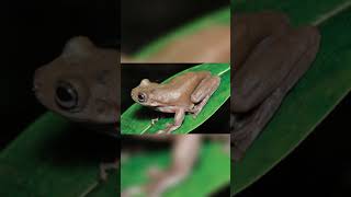Download lagu New Species of Frog in Papua New Guinea#Shorts mp3 Download lagu New Species of Frog in Papua New Guinea#Shorts mp3