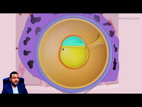 Week 2 (Second Week) Human Embryology p2