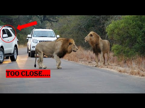 BEST UP CLOSE SIGHTINGS OF LIONS | KRUGER NATIONAL PARK