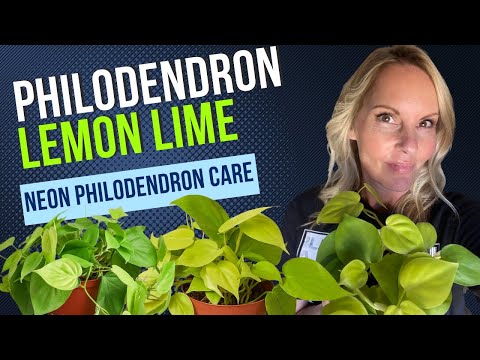 Lemons Philo