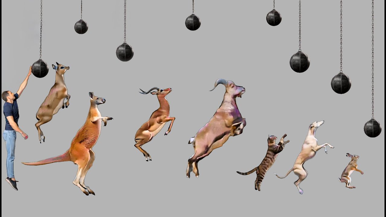 Animals Jumping Ability Comparison | Jumping Power Comparison: Human Vs Animals