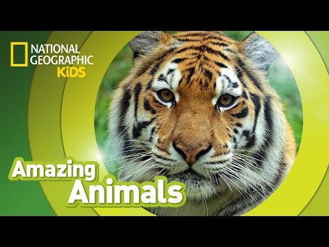 Tiger 🐯 | Amazing Animals