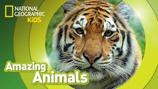 Tiger 🐯 | Amazing Animals
