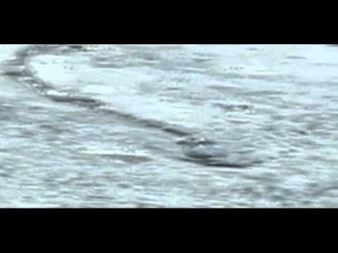 The Iceland Worm Monster (Lagarfljóts Worm) Caught on Camera[Original] Video