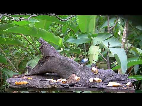Blue-gray Tanagers Visit Butterfly On Panama Fruit Feeder – Aug. 21, 2018
