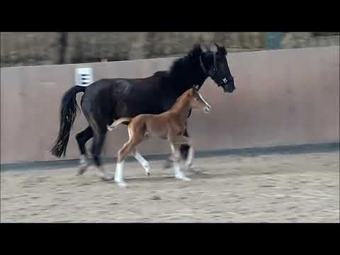 HF von Baggio x Christ x De Niro