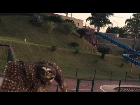 Coruja buraqueira - Quase domesticada | Não se esqueça de inscrever no canal