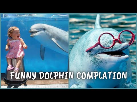 L'animal marin le plus intelligent : les dauphins | compilation de vidéos de dauphins drôles et mignons