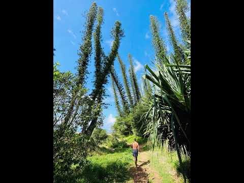 Kau viki te matagi tokelau