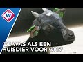 Geadopteerde geitje van Ron en Sylvia blijkt ineens geslacht