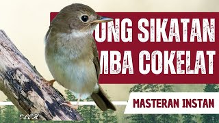 Download lagu Masteran Sikatan Rimba Coklat Gacor Full Isian mp3 Download lagu Masteran Sikatan Rimba Coklat Gacor Full Isian mp3