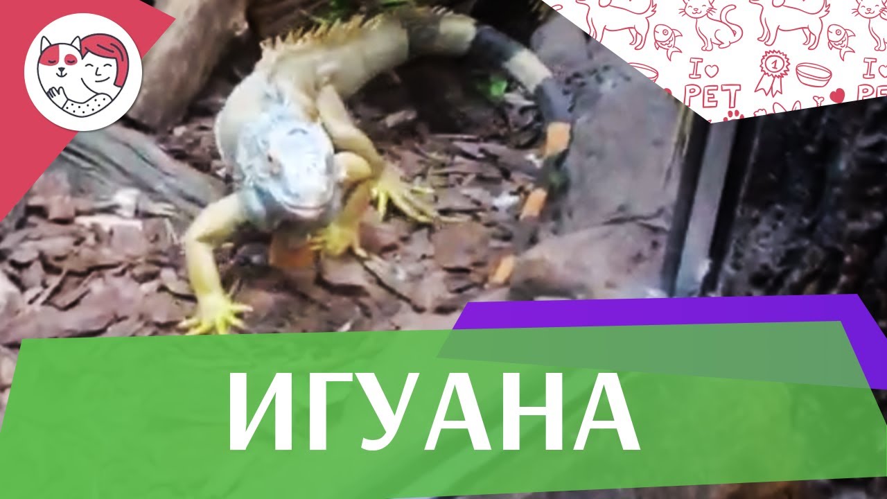 Игуана Места обитания на ilikepet