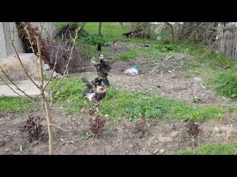 Короз уруш коррроз
