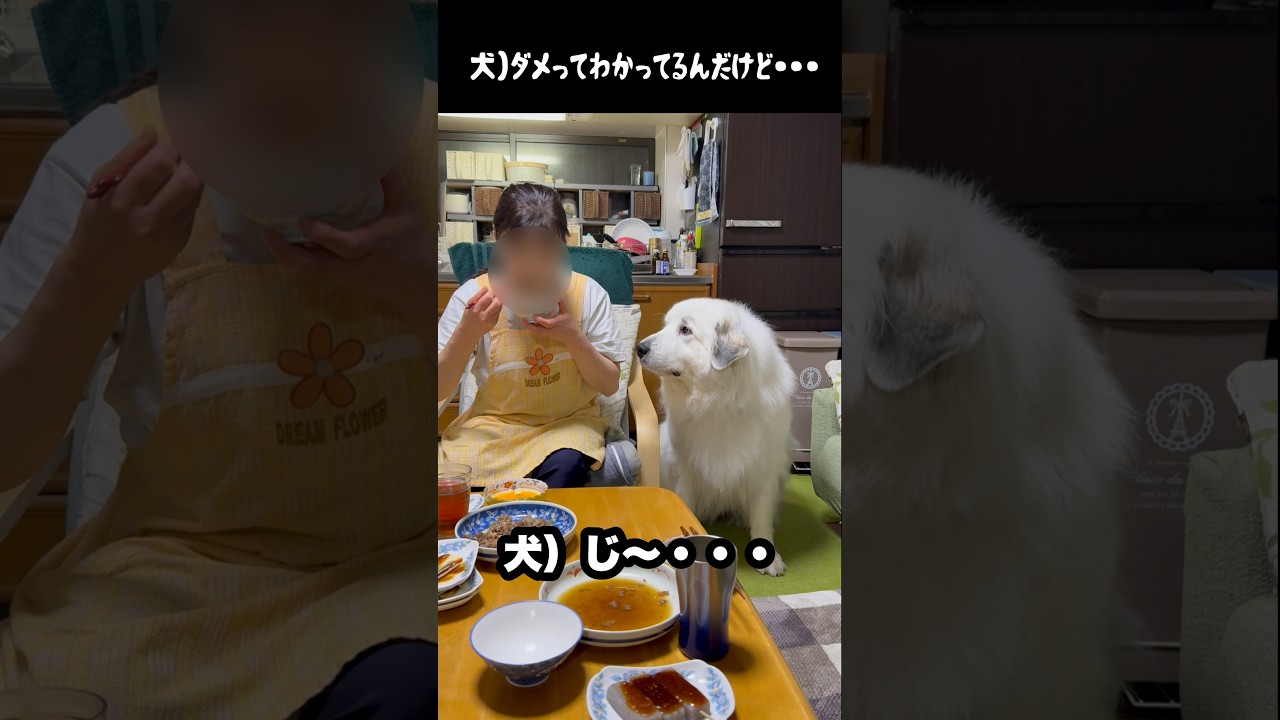 理性と本能の狭間で戦う愛犬　#greatpyrenees #犬のいる生活 #大型犬のいる生活 #大型犬 #大型犬と暮らす #グレートピレニーズ #ゴールデンレトリバー #愛犬 #puppy