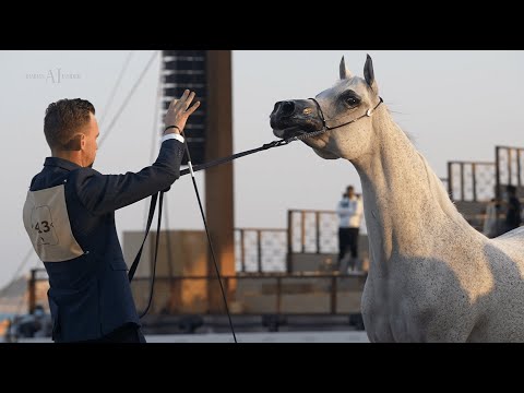 🔵 AL SHAHANIA STUD 🔵 Aftermovie, 2022 KIAHF