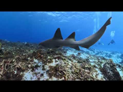 Scuba Diving Cozumel November 2025