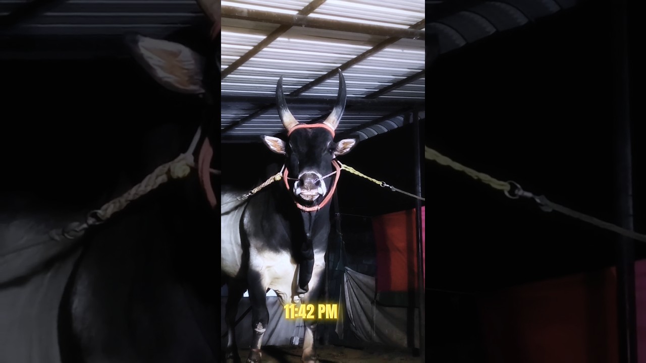 🦁நள்ளிரவில்🥵 பார்வையிலே மிரட்டும்❤️‍🔥காங்கேயம் காளை// #jallikattu #kangeyam #bull #bullfarm #viral