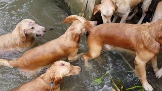 Sixteen Swimming Golden Retrievers