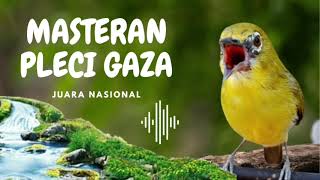 Download lagu Pleci Gaza Juara Nasional Cocok Untuk Masteran Pleci Bahan mp3 Download lagu Pleci Gaza Juara Nasional Cocok Untuk Masteran Pleci Bahan mp3