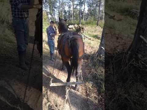 Probe cai 2017 cell mai tare