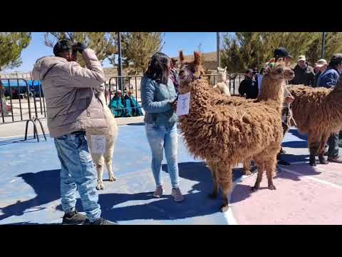 XVI Feria del Camélido destaca el potencial productivo de Yunchará