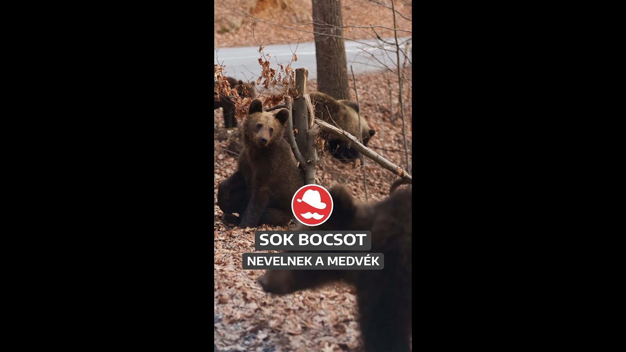 Több bocsot nevelnek a medvék, mint valaha – szakembereket kérdeztünk az okokról