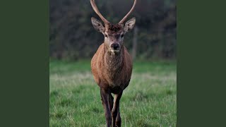 Download lagu Saeweard mp3 Download lagu Saeweard mp3