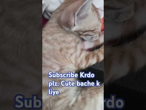 golden cat sleeping 😴😴 #catlovers #catmemes #cats #catvideos #catshorts