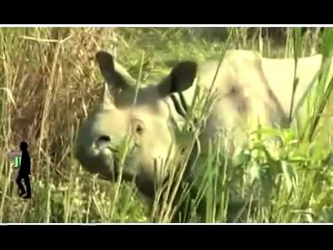 Jungle Walk with Zahida 31 May