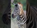 Weird African Animal Sex Facts
