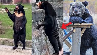 Why Do Bears Always Look Kinda Human?