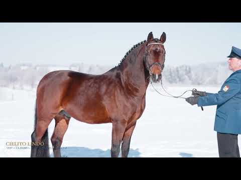 Online-Hengstpräsentation des Haupt- und Landgestüt Schwaiganger