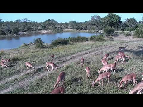 Djuma: Impala herd at the pan - 14:27 - 05/26/2023